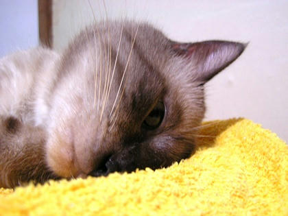 pon00023.jpg