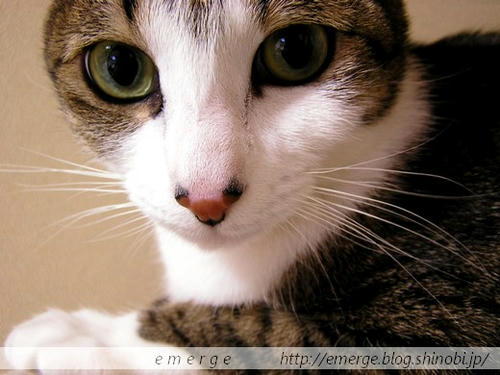 momo0004.jpg