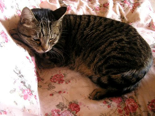 tora0854386.jpg