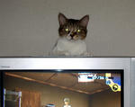 猫付きテレビ