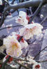 ume