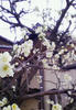 ume