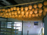 DCF_0004_091022.jpg