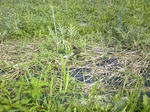 スイカ20100630.jpg