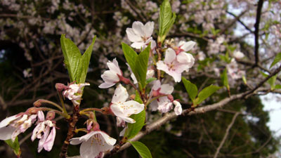 桜