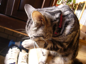 うちのねこ
