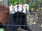 旭山動物園のレッサーパンダ