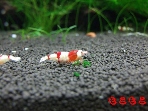 DSCF6915.jpg
