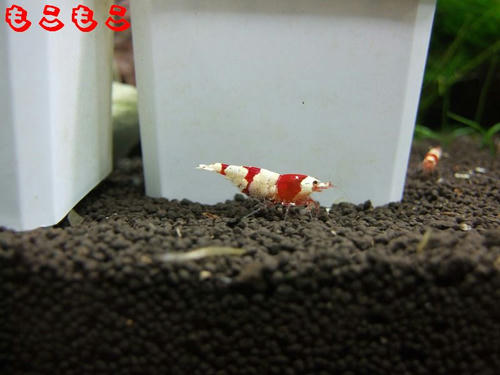 DSCF6923.jpg