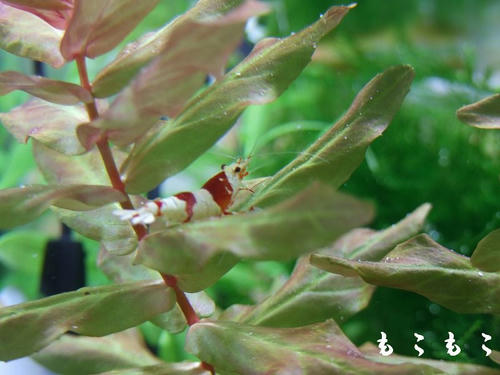 DSCF7074.jpg