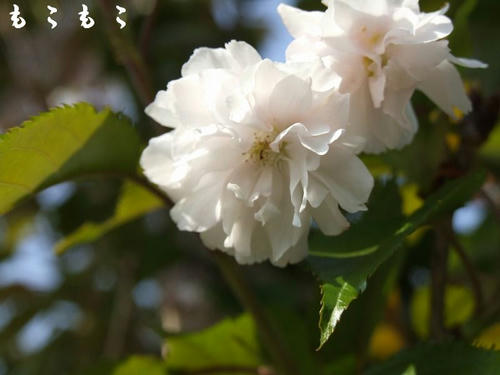 DSCF7144.jpg