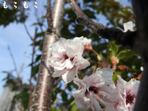 DSCF7143.jpg