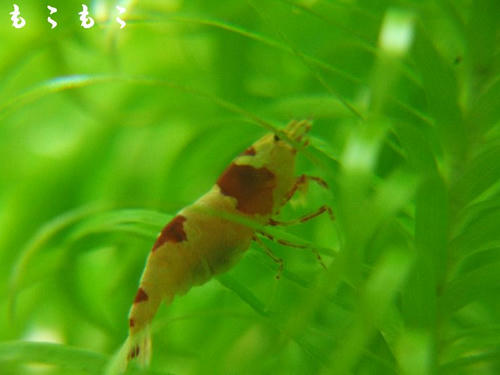 DSCF7600.jpg