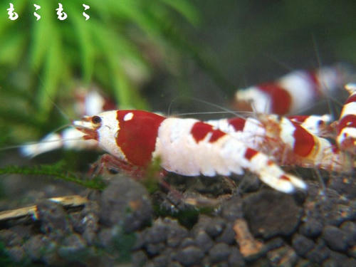 DSCF7586.jpg