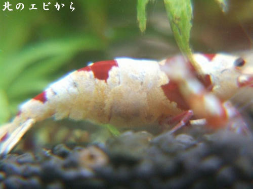 DSCF7980.jpg