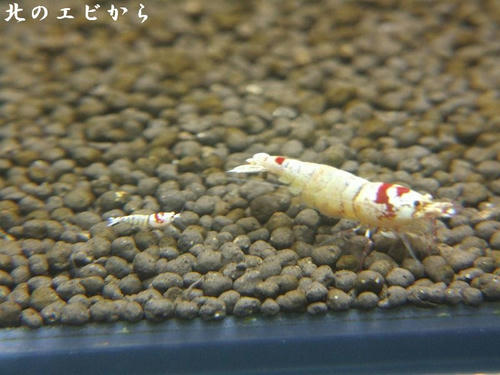 DSCF7971.jpg