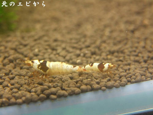 DSCF7964.jpg