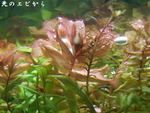 DSCF8005.jpg