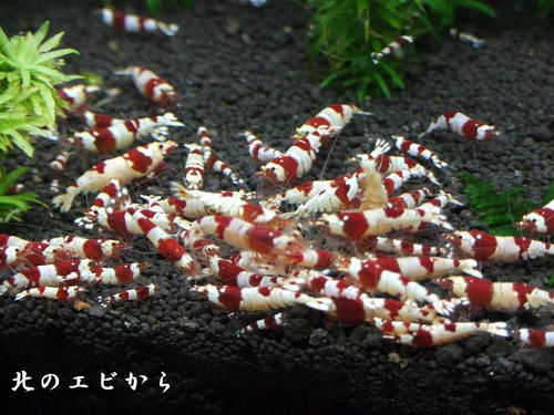 DSCF8016.jpg