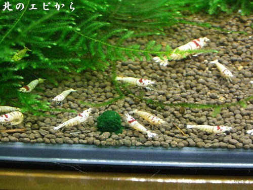 DSCF8017.jpg