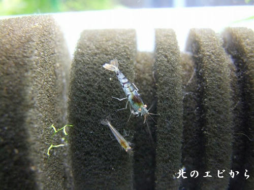 DSCF8085.jpg