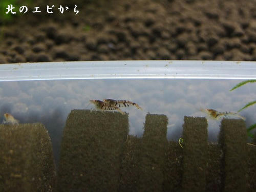 DSCF8089.jpg