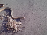 snake.jpg