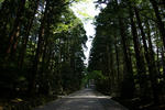 yahikojinjasuginamiki.jpg