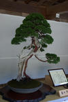 yahikojinjabonsai.jpg