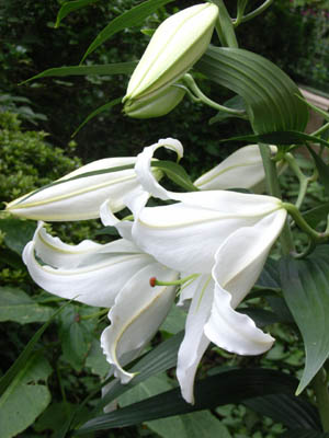 080707