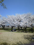sakura_1.JPG