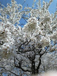 sakura_2.JPG