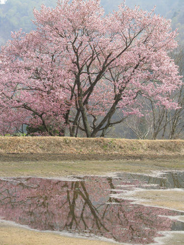 sakura1.jpg