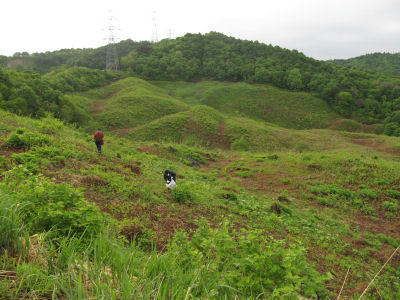 warabi-n.jpg