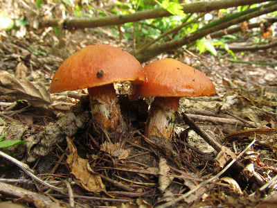 IMG_7229.jpg