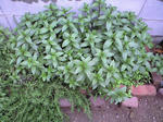 CA390134.JPG