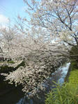 2011神田橋桜