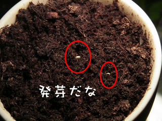 発芽うめ