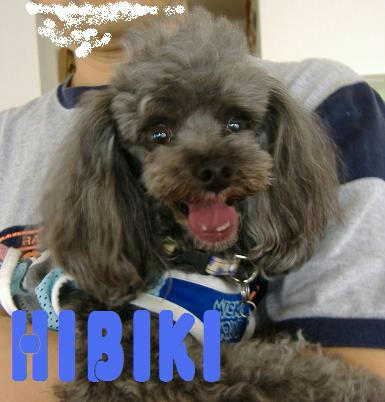 Hibiki.jpg