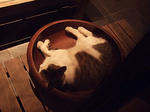 DSCF8331.jpg