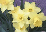 090505flower1.jpg