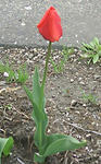 090505flower2.jpg