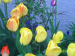 090505flower3.jpg