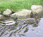 090505kamo1.jpg