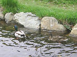090505kamo2.jpg