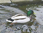 090505kamo3.jpg