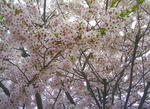 090505sakura1.jpg