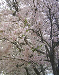 090505sakura2.jpg