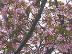 090505sakura3.jpg