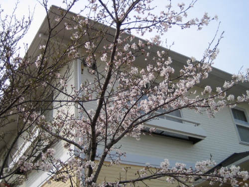 桜